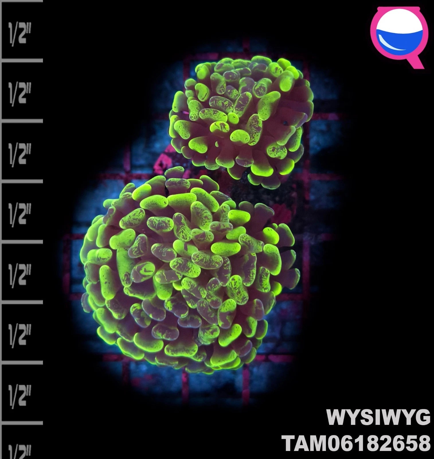 WYSIWYG ULTRA - Toxic green Euphyllia Paraancora 2 Branch Hammer