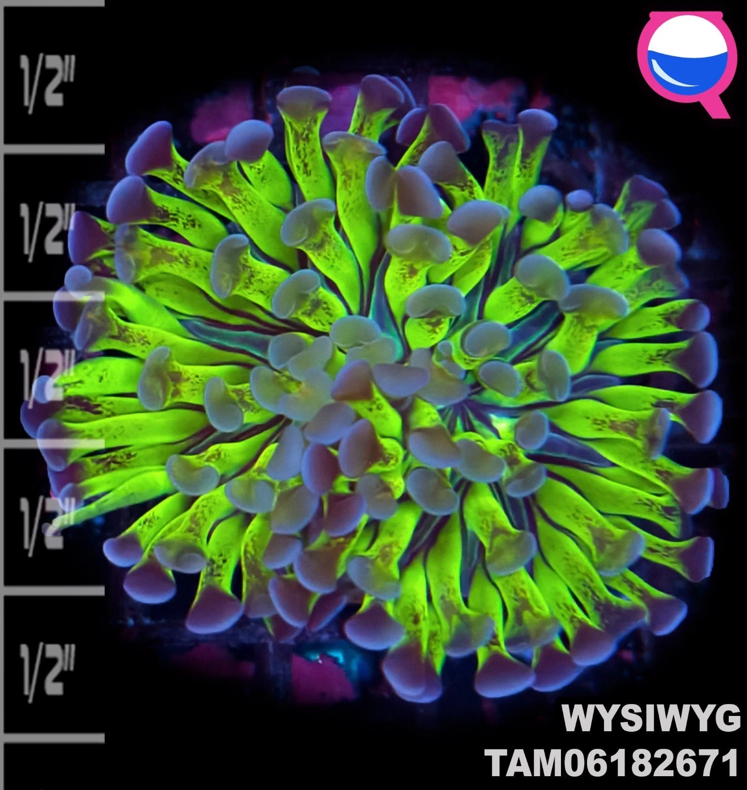 WYSIWYG ULTRA - Hammer Coral Frag Hammer Single Head Joker
