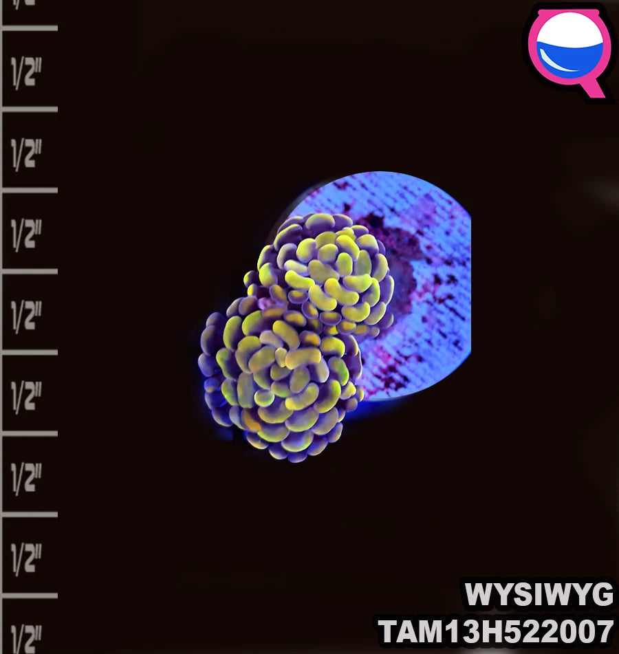 WYSIWYG Hologram Hammer Coral