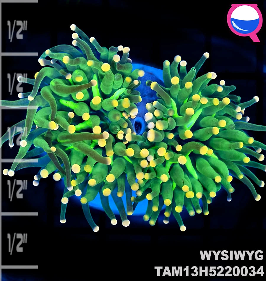 WYSIWYG Cotton Candy Torch