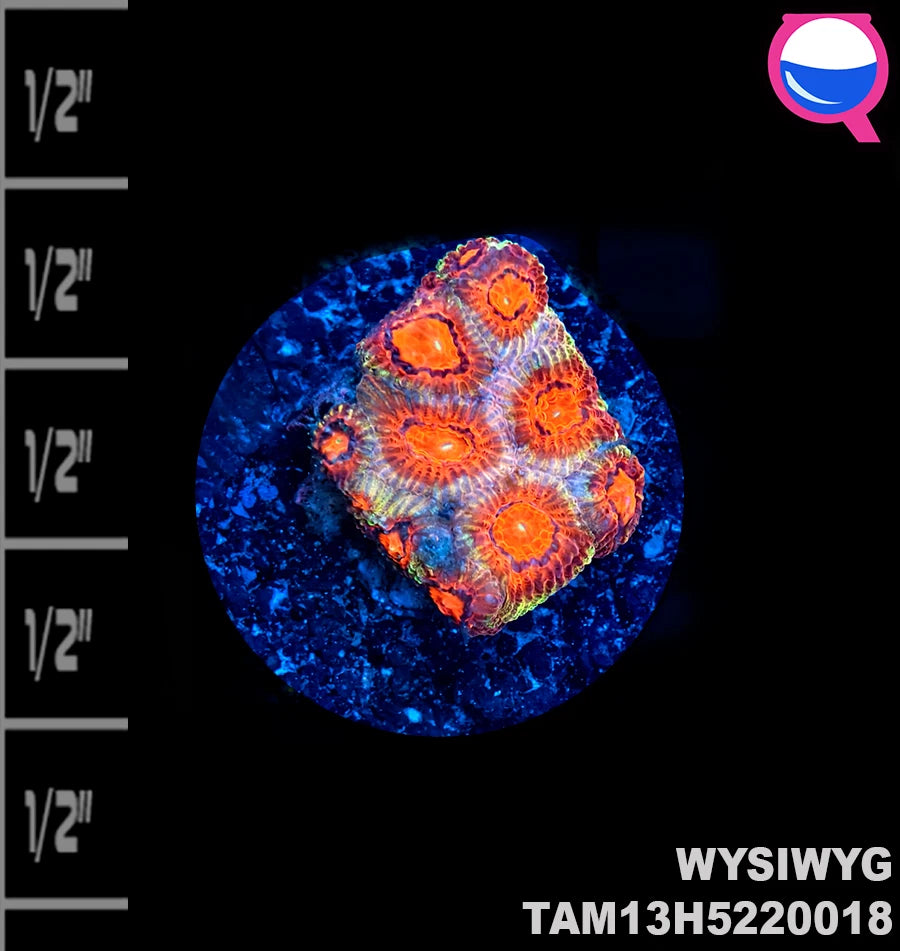 WYSIWYG Tricolor Favia Frag