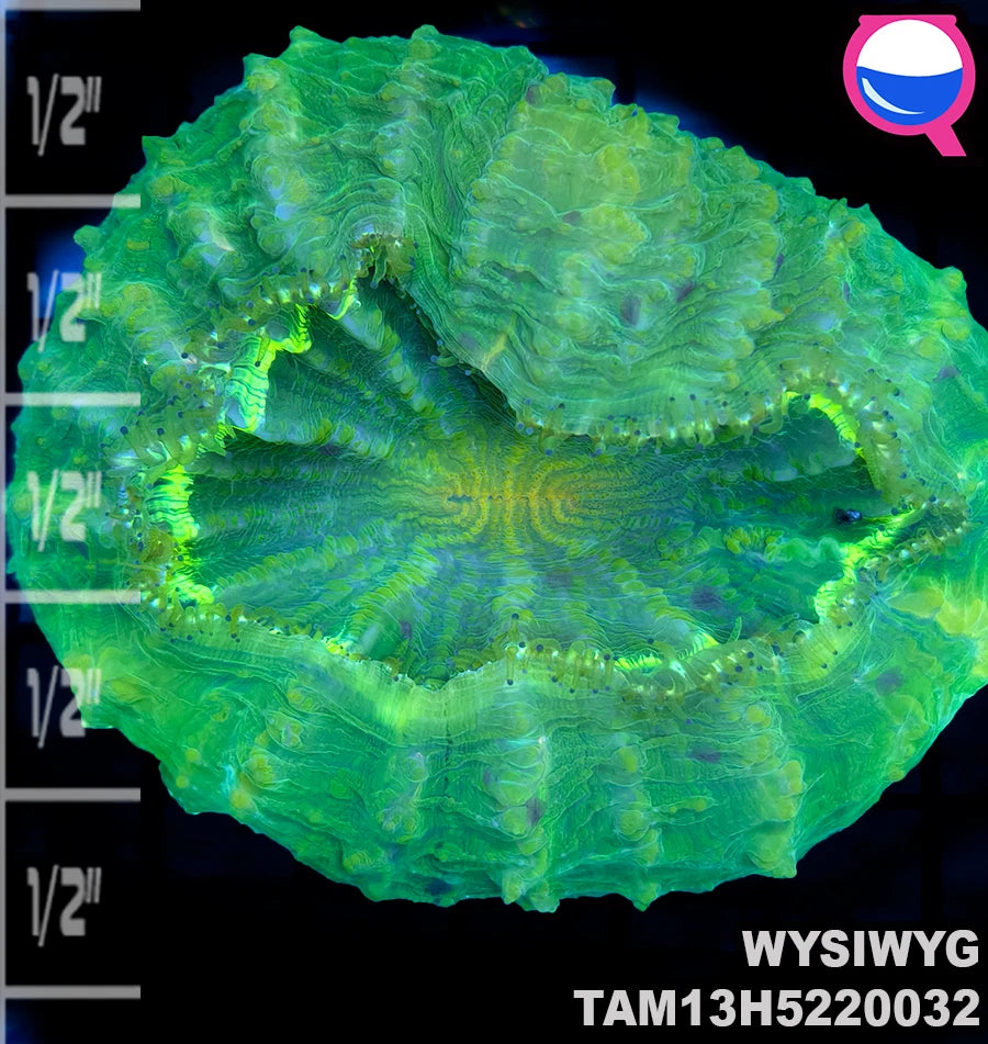 WYSIWYG Green Acanthophyllia
