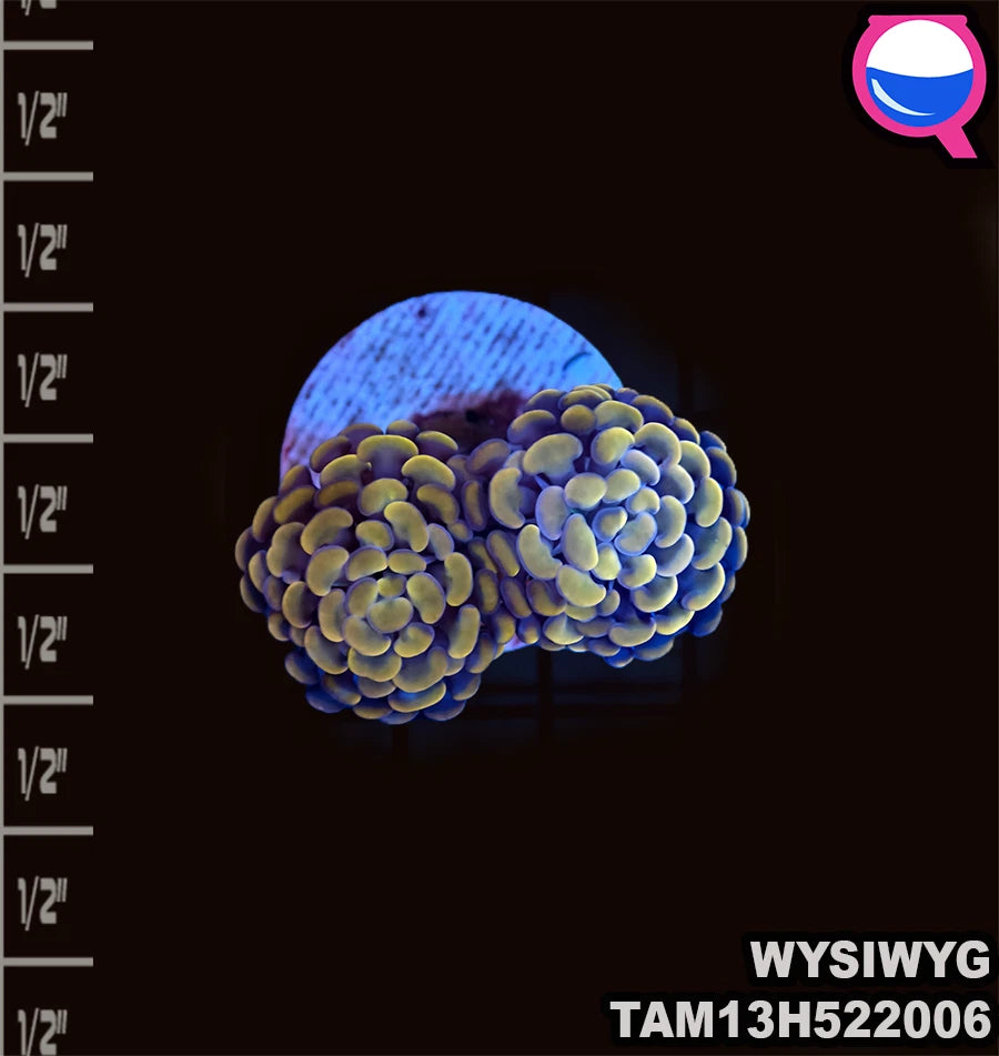 WYSIWYG Orange Tricolor Hammer Coral