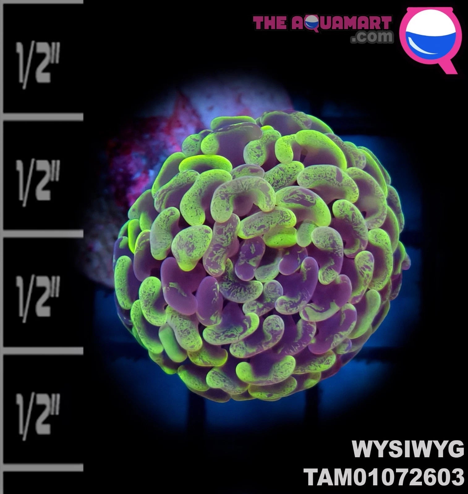 WYSIWYG Splatter Hammer Coral Single Head Frag SPS LPS Reef Aquarium