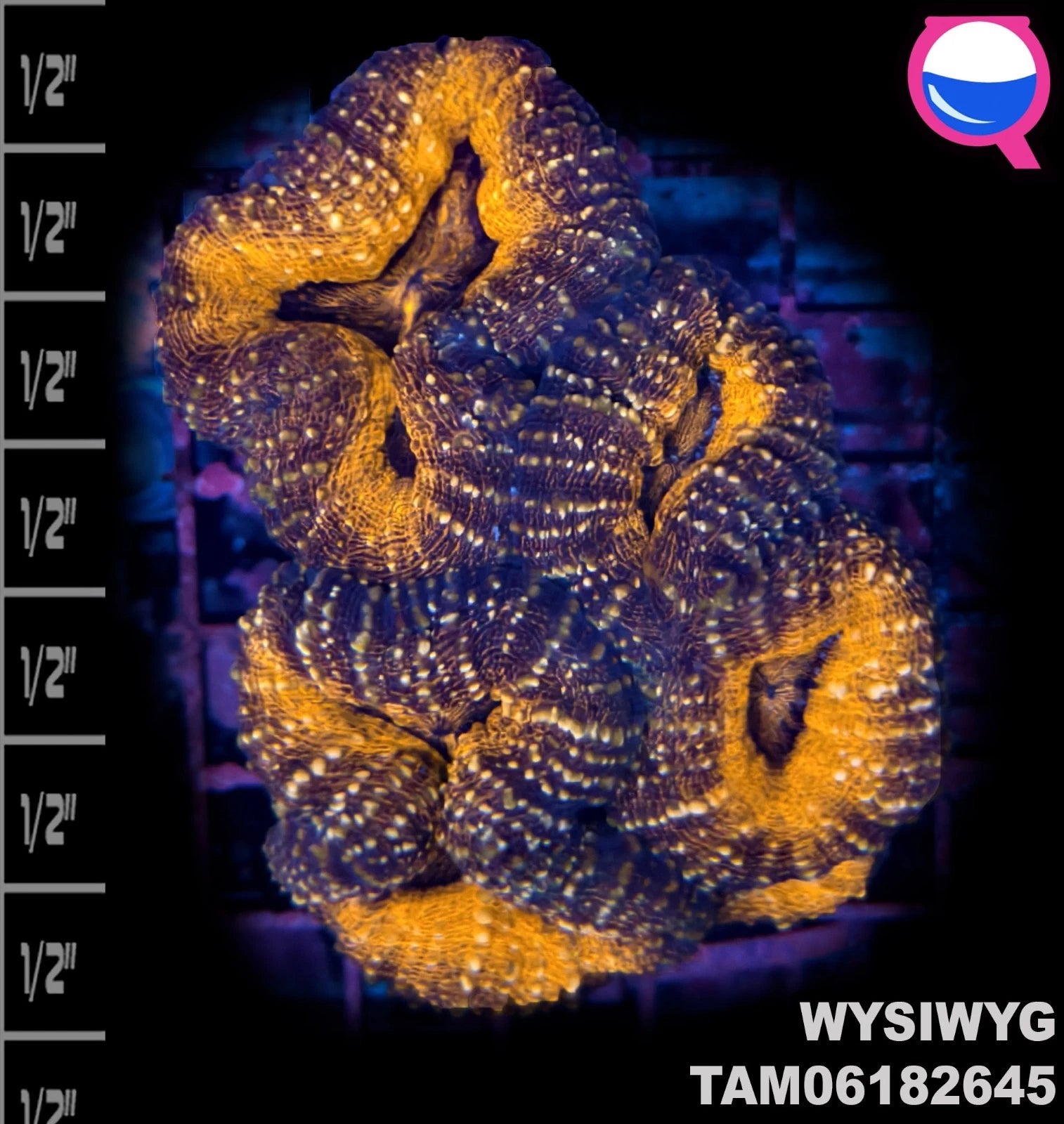 WYSIWYG ULTRA - Orange ringed Lobophyllia - L13