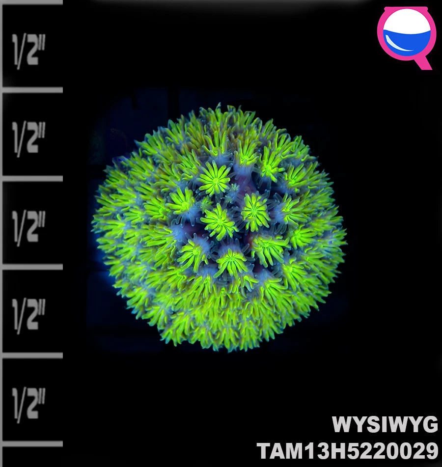 WYSIWYG Favai and Galaxea - 4 Coral Frag Pack