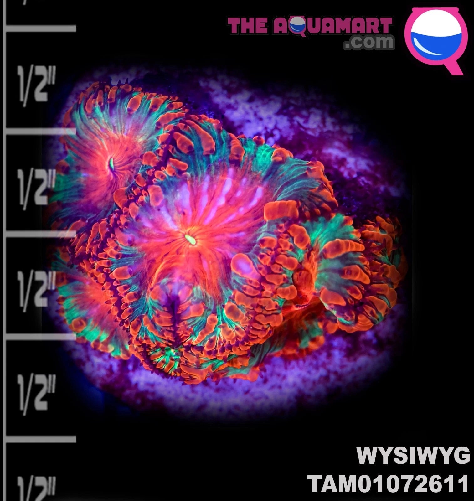 WYSIWYG Crazy red and green Blastomussa Plug Incredible Malaysian