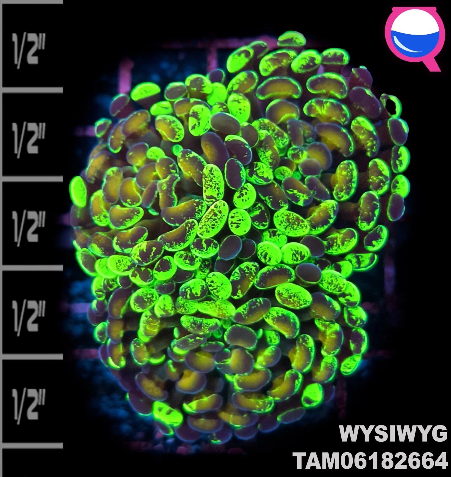 WYSIWYG ULTRA - Splatter hybrid Hammer Coral Frag multi-head