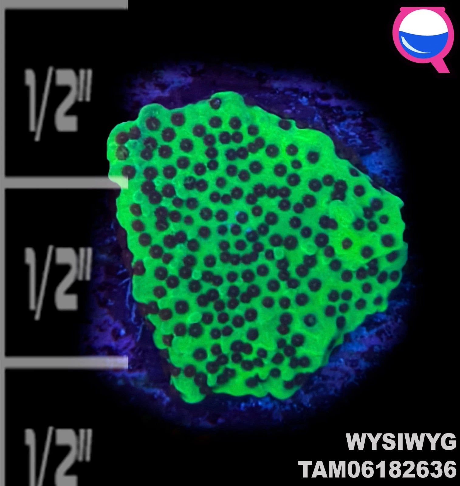 WYSIWYG ULTRA - Montipora Green & Red Coral Frag