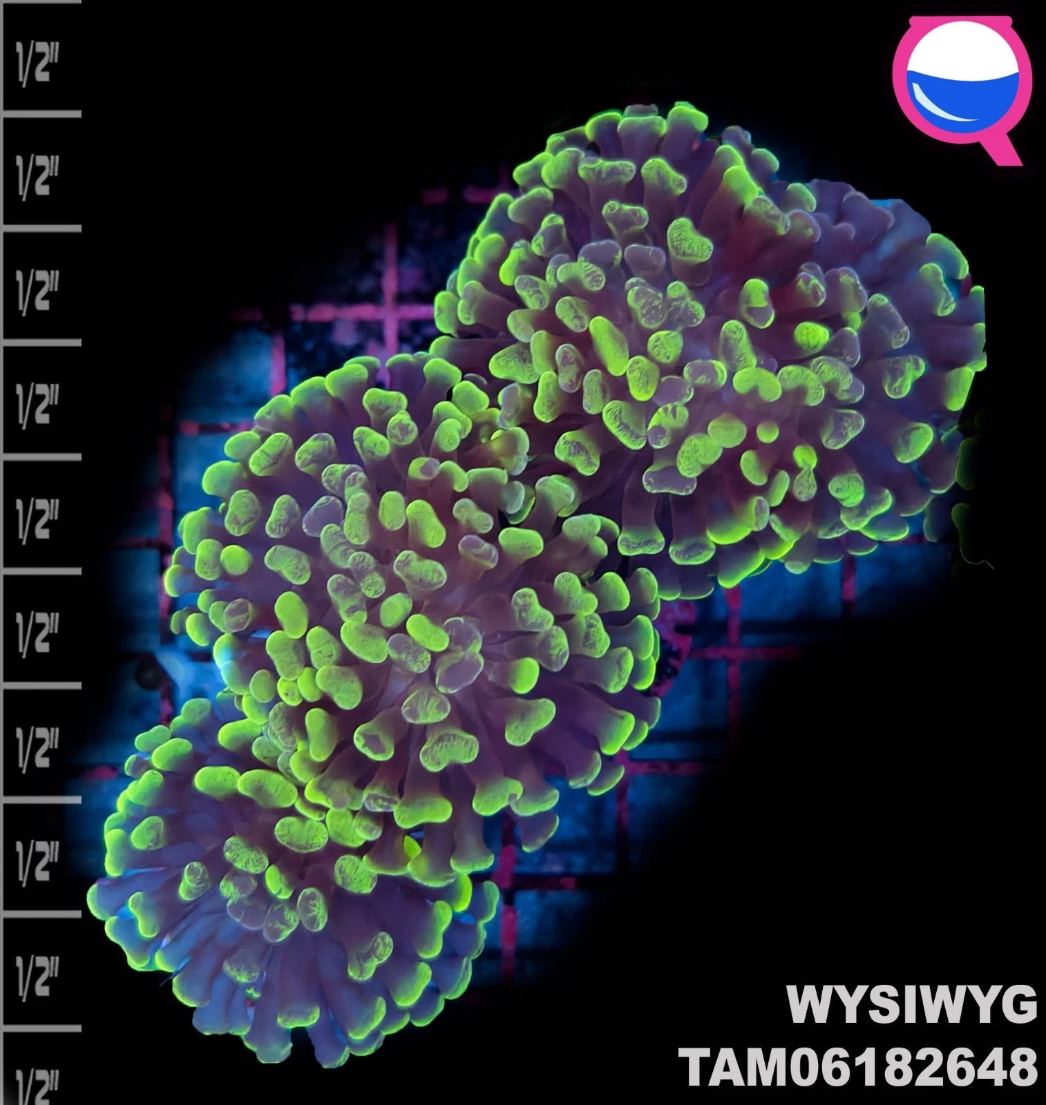 WYSIWYG ULTRA - Euphyllia Paraancora toxic Green Branch Hammer 3