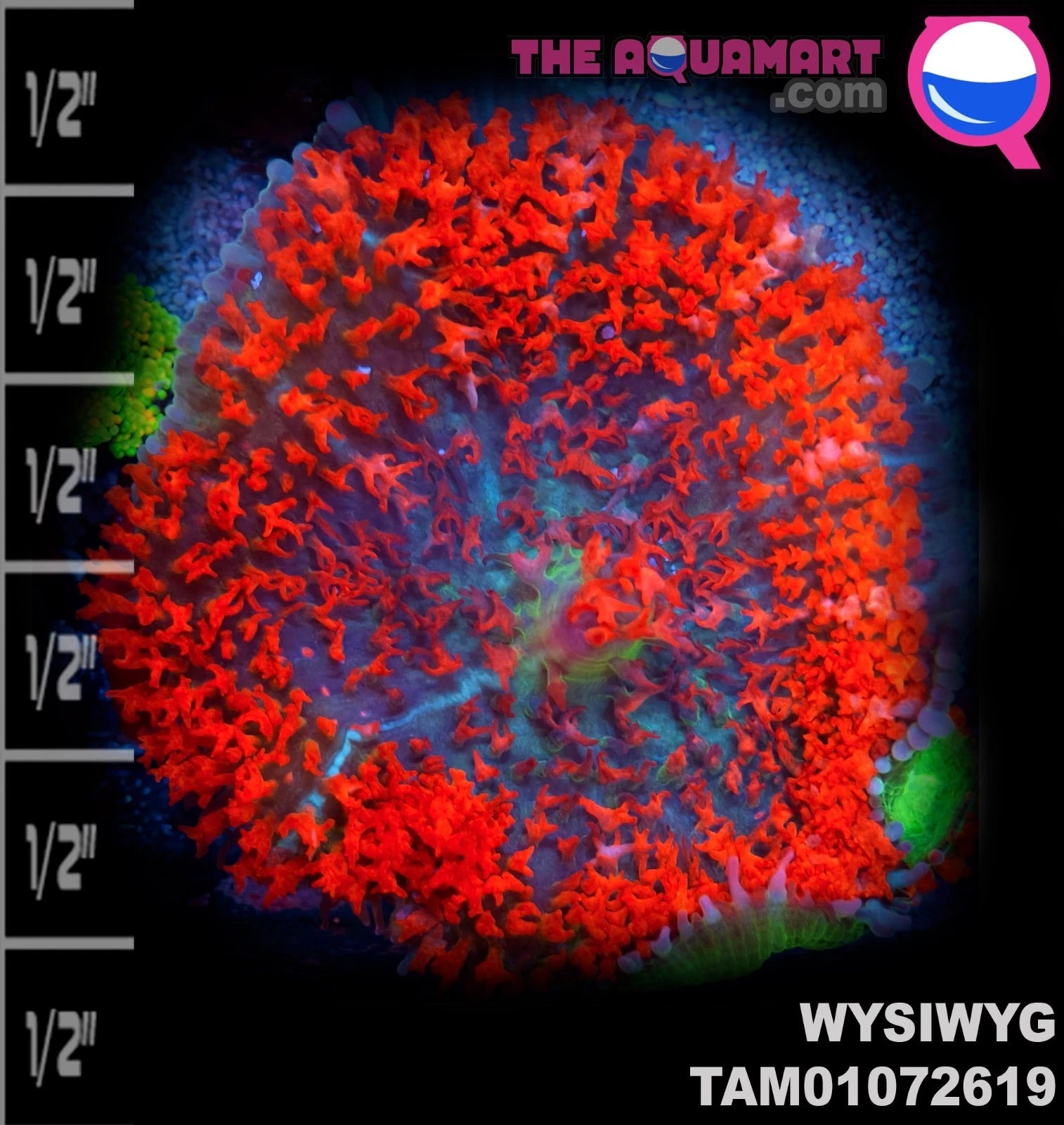 WYSIWYG SUPER Ultra TriColor St. Thomas Mushroom Soft Coral