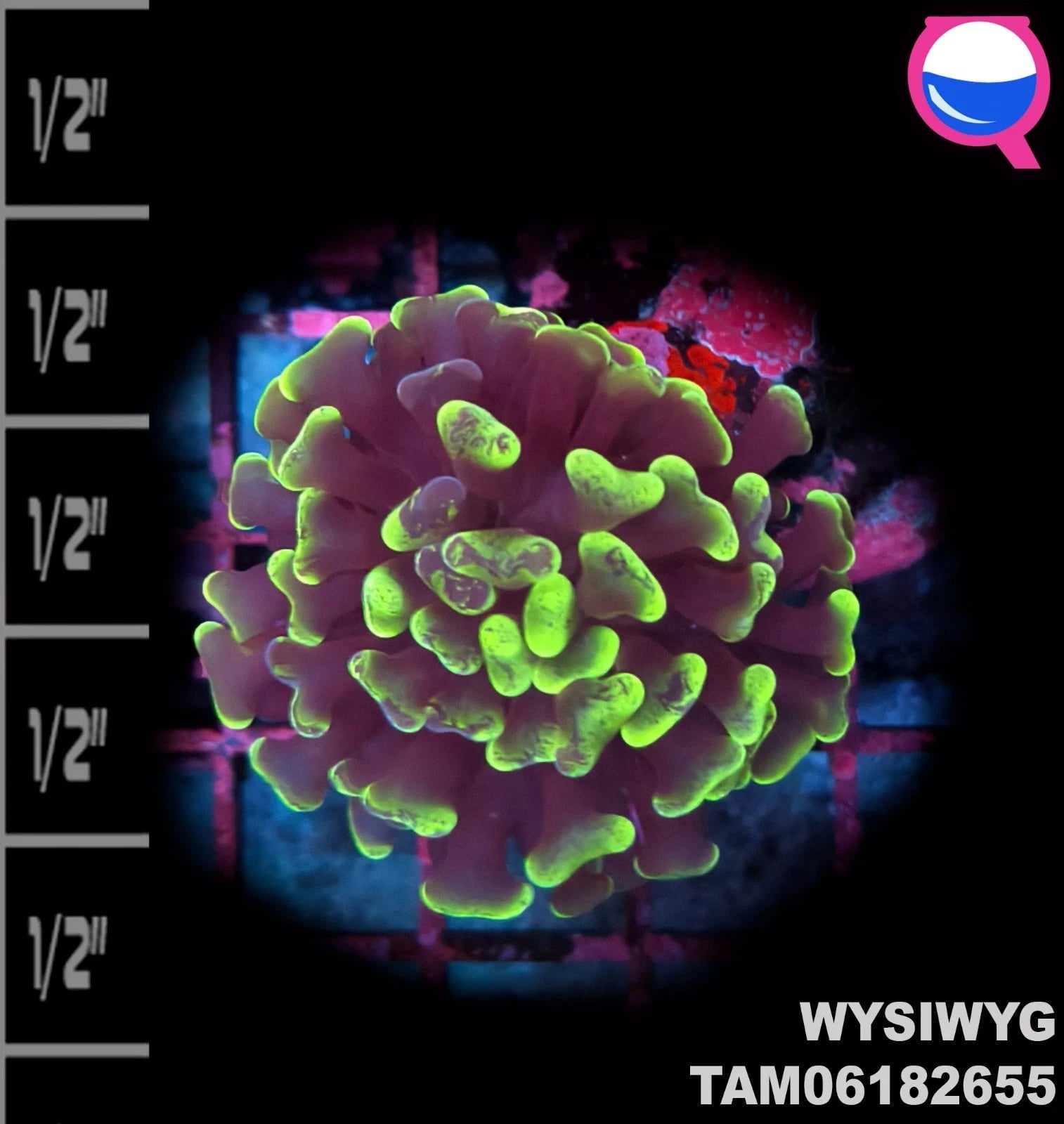 WYSIWYG ULTRA - Euphyllia Single Polyp Green Branch Hammer