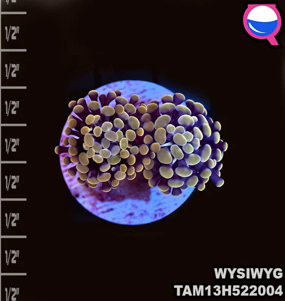 WYSIWYG Twin polyp orange hammer coral Frag