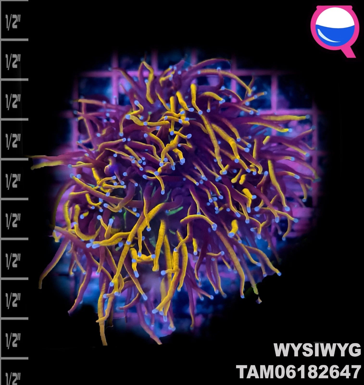 WYSIWYG ULTRA - 24K Gold Torch Euphyllia Gold Double Head