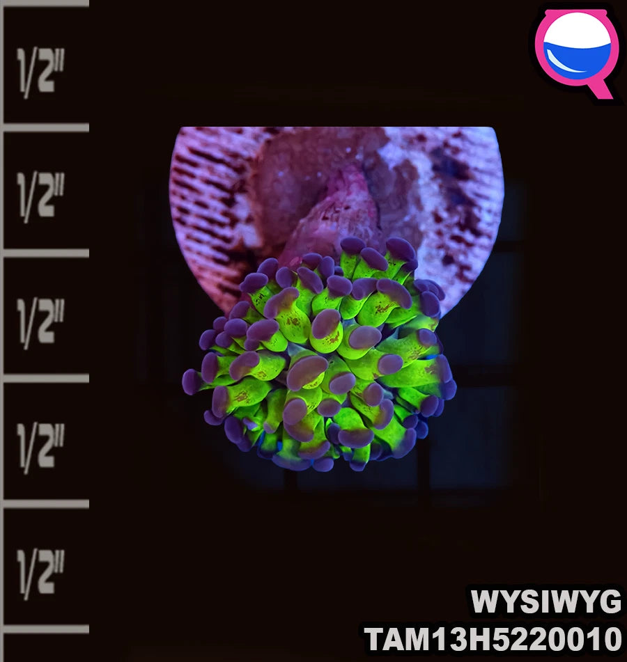 WYSIWYG Toxic green Two color hammer Single Polyp