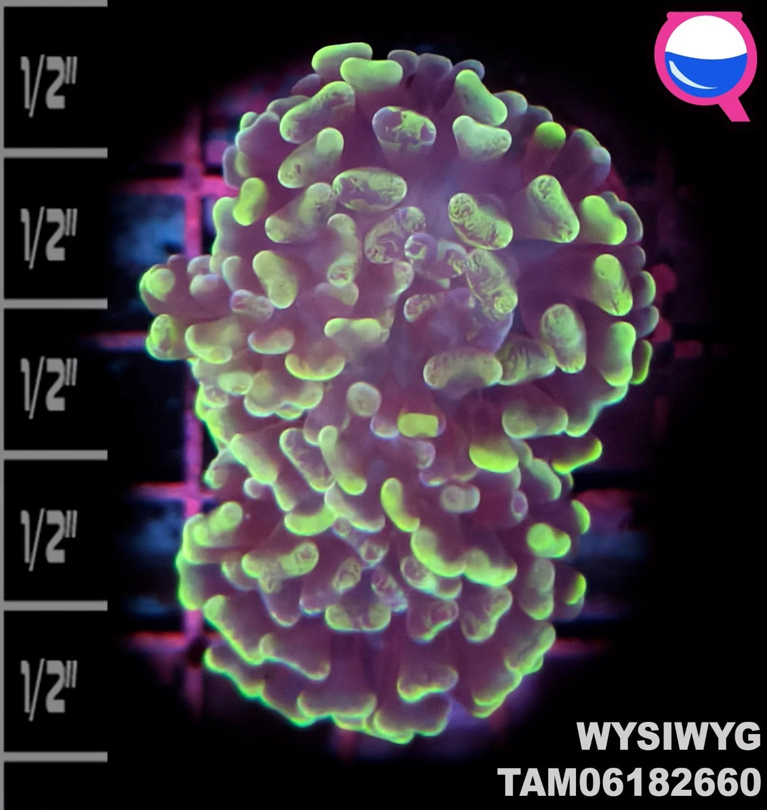 WYSIWYG - Euphyllia Green Branch Hammer Two Polyp