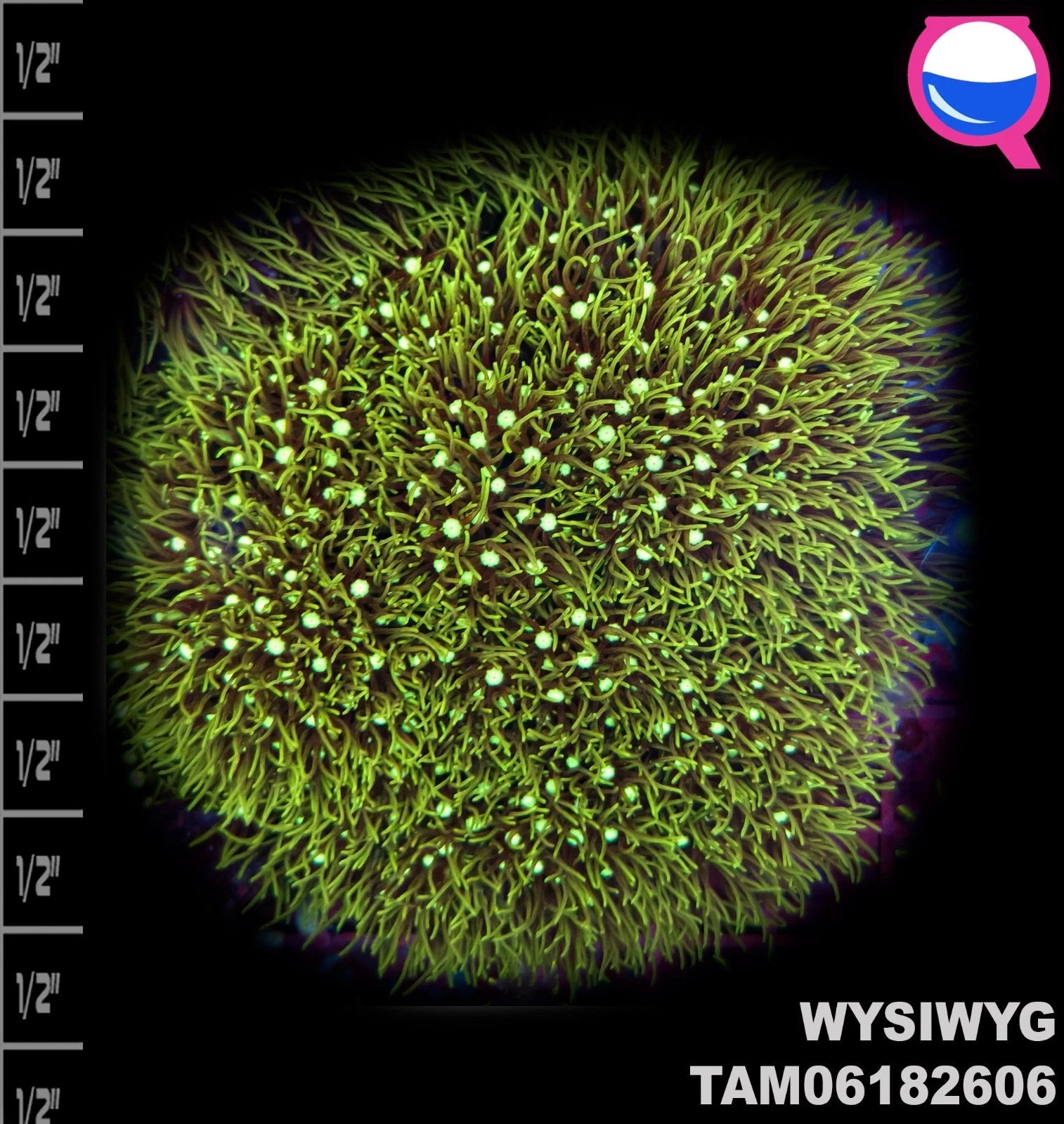 WYSIWYG ULTRA - Lime GSP Briareum Coral Green Star Polyp Large 4"