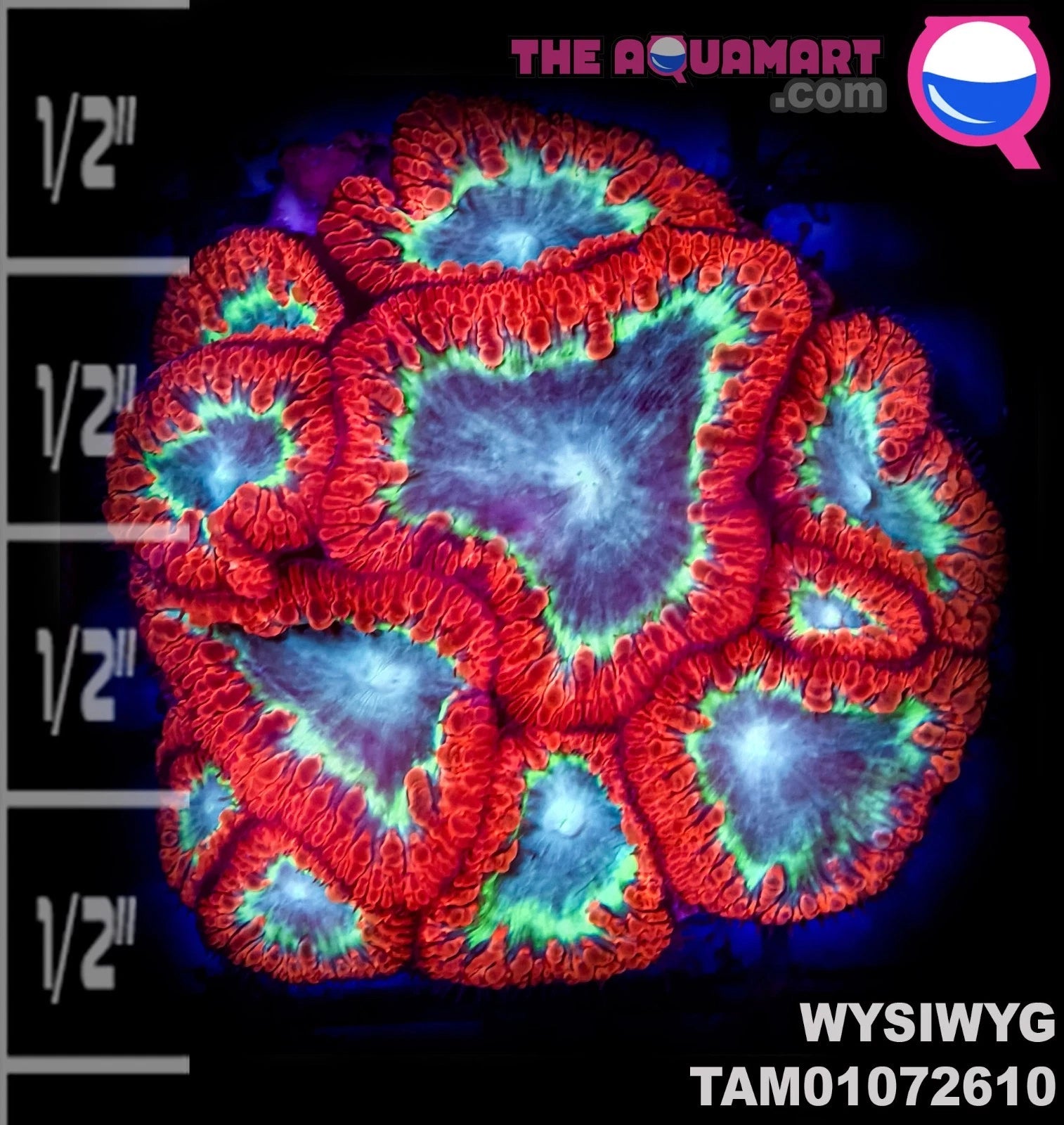 WYSIWYG Crazy red and green Blastomussa on Plug Incredible Malaysian
