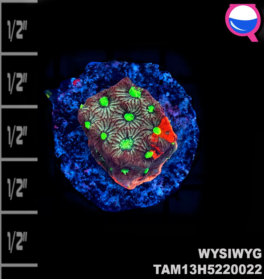 WYSIWYG Christmas Red and Green Favia frag