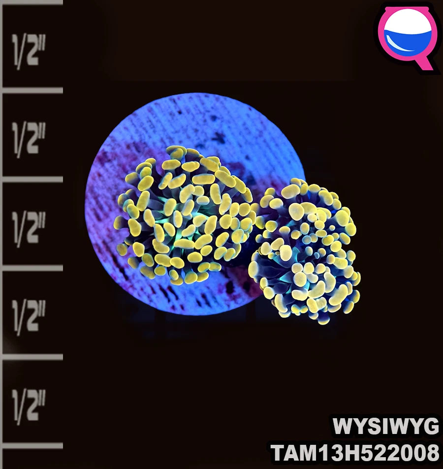 WYSIWYG Triple color orange Hammer coral two polyp Live Coral