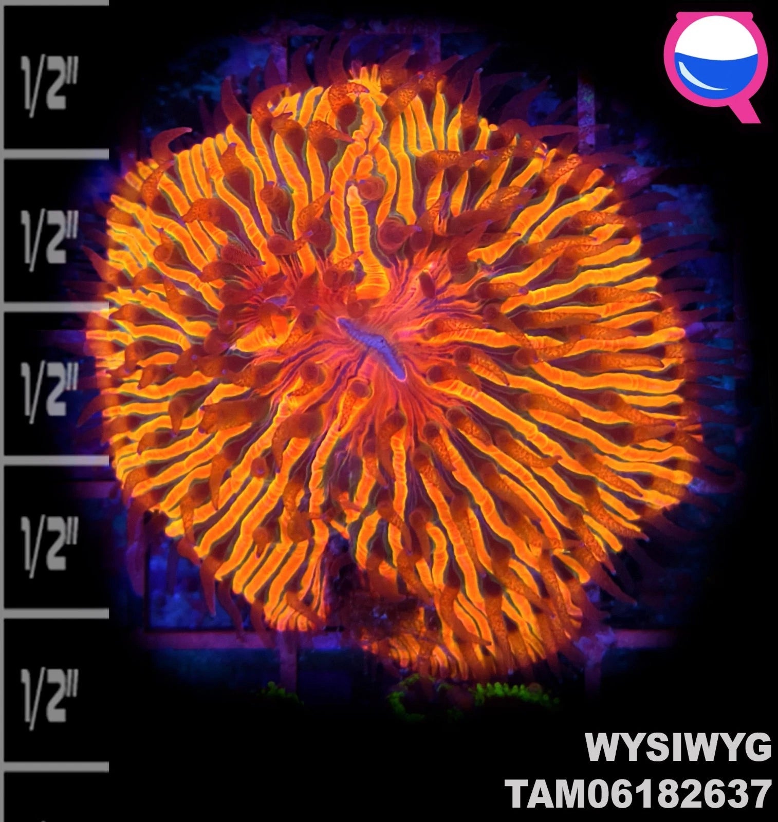 WYSIWYG ULTRA - Toxic Sunshine deadpool Fungia 2.5" Ring