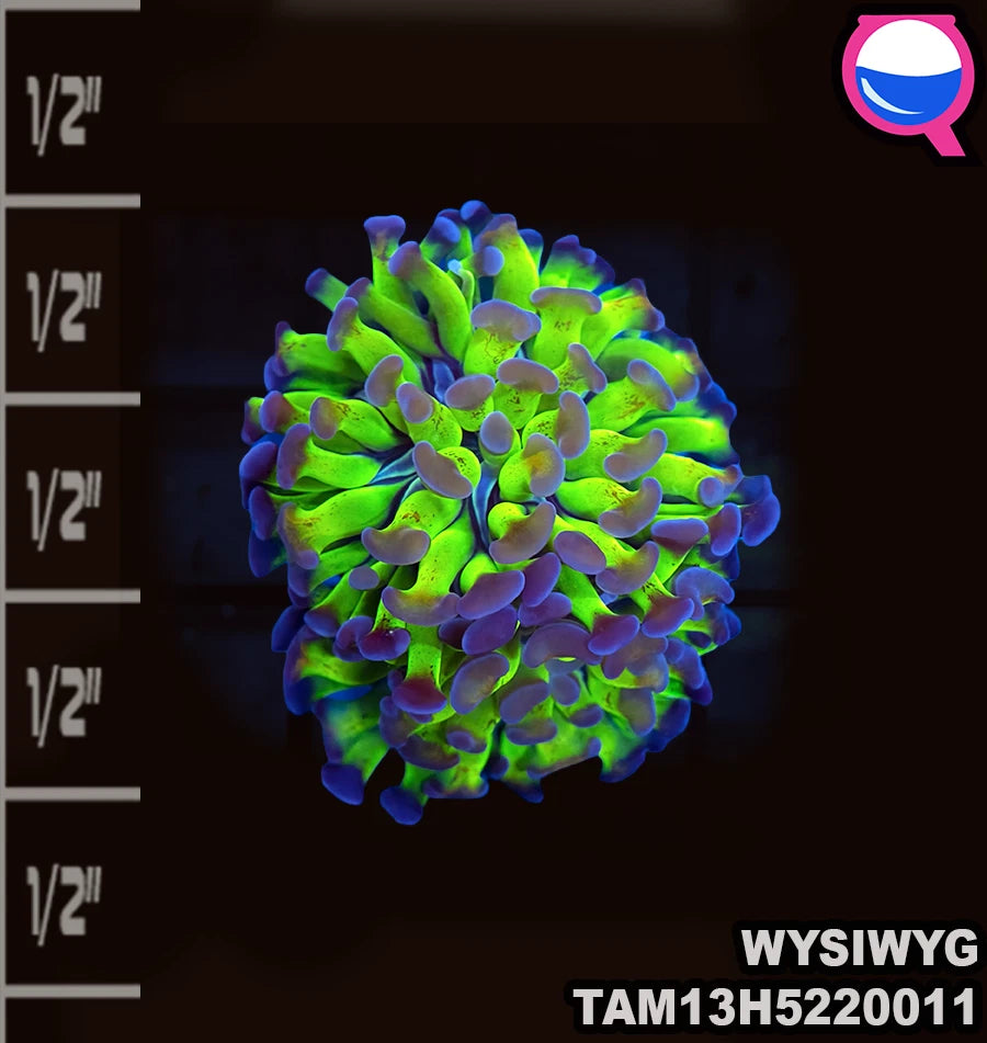 WYSIWYG TOXIC Green Tricolor hammer twin polyp