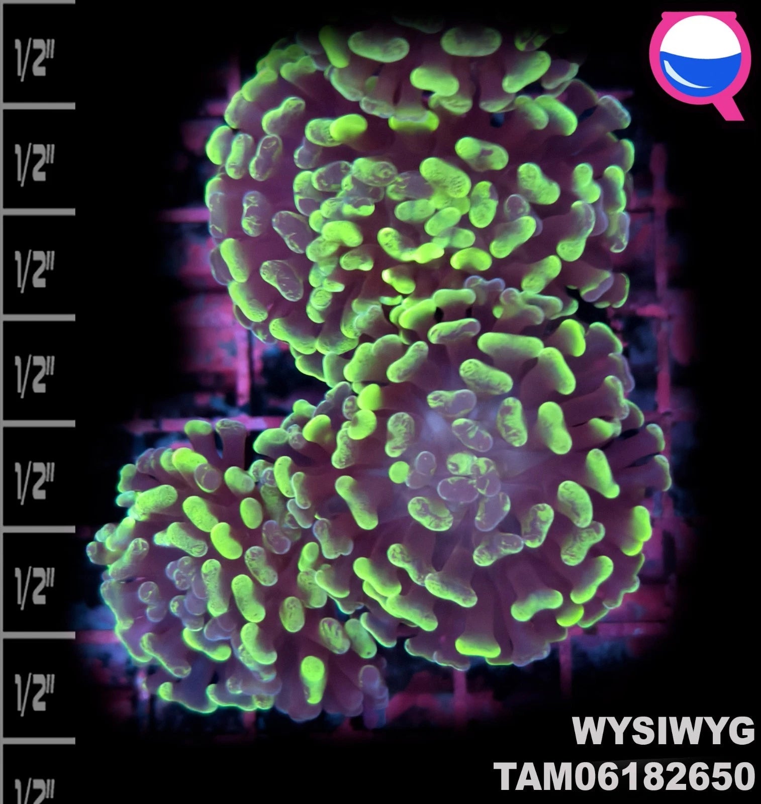 WYSIWYG ULTRA - Euphyllia Toxic Green Branch Hammer 3 Polyps