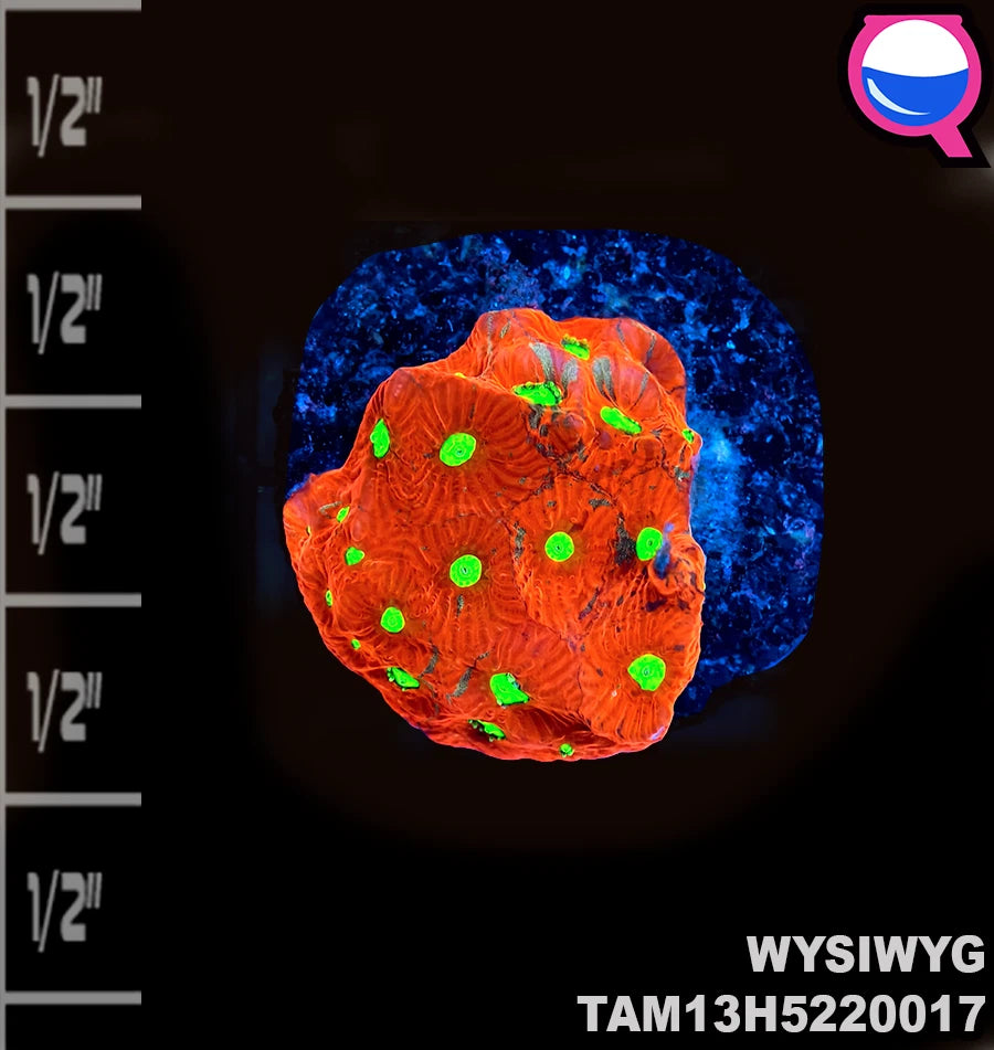 WYSIWYG Insane red Favia Frag XL Live Coral