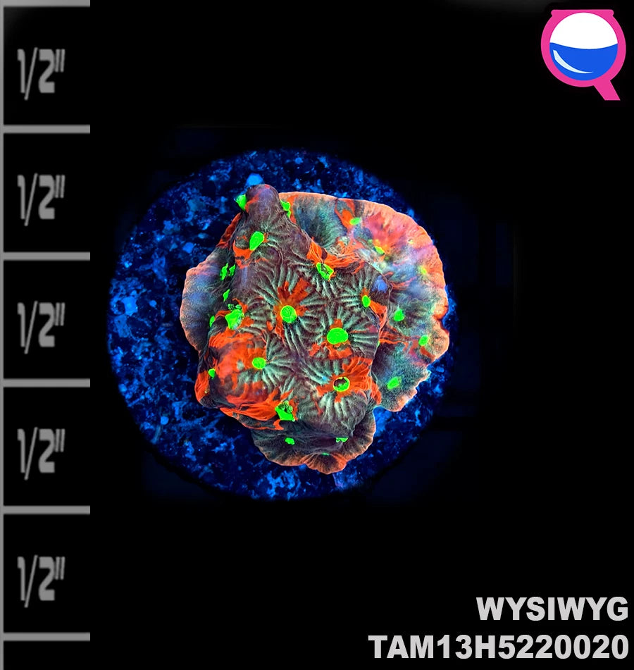 WYSIWYG Tri Color Favia Frag