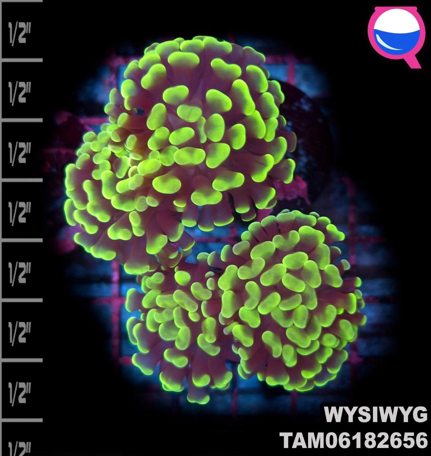 WYSIWYG ULTRA - 4 head Euphyllia Paraancora Green Branch Hammer