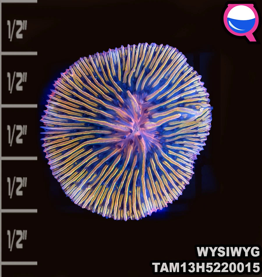 WYSIWYG Tricolor Fungia plate coral