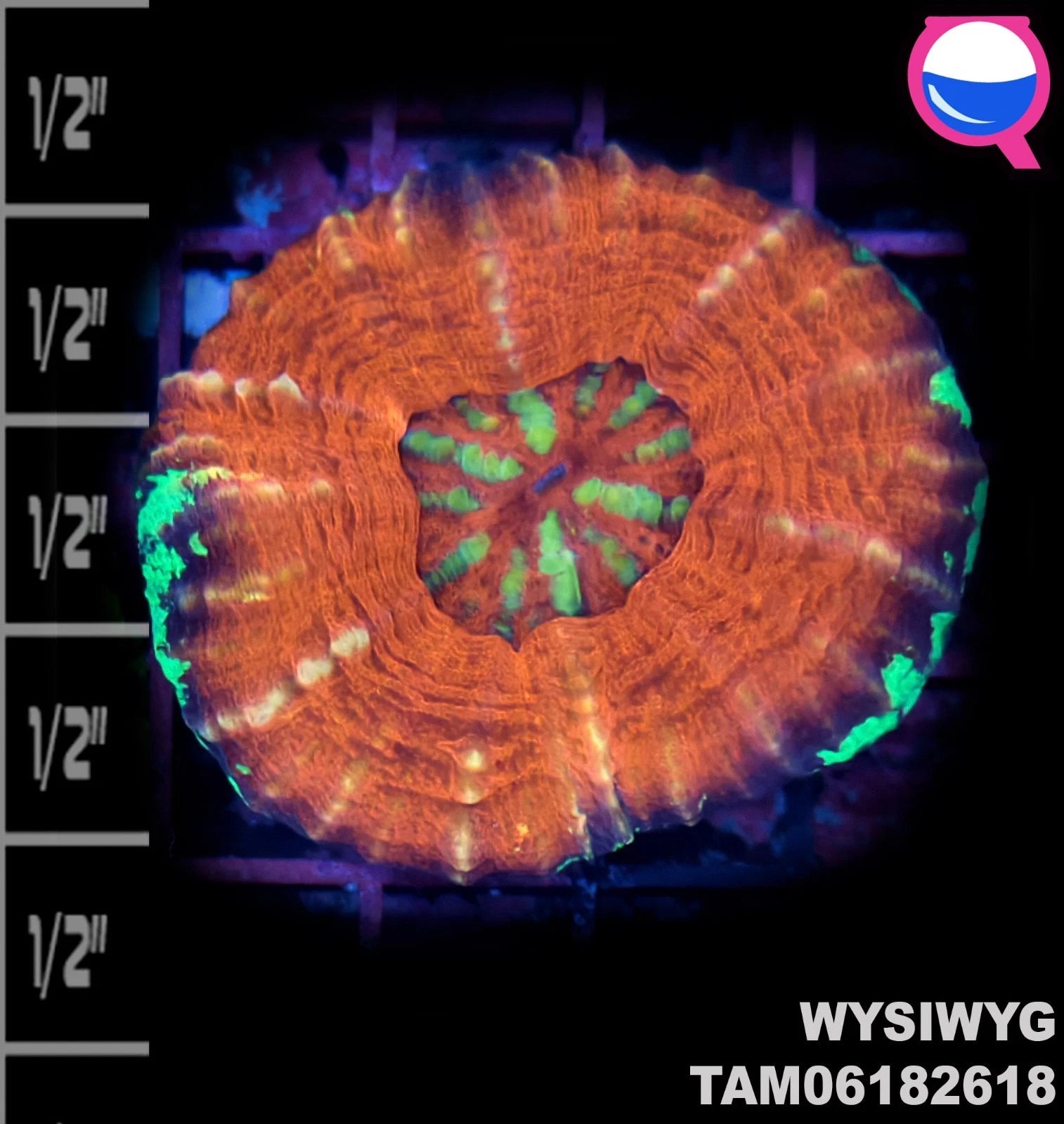 WYSIWYG ULTRA - Scolymia Reverse Bleeding Apple - SC36