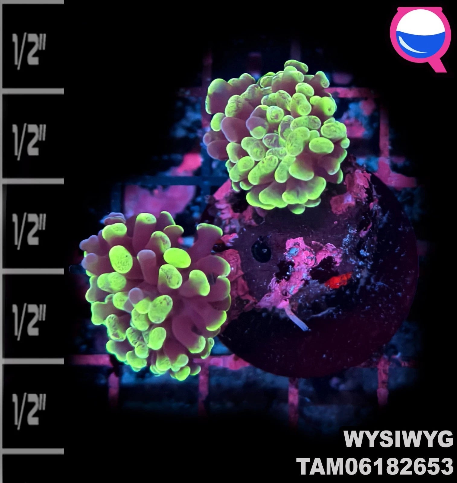 WYSIWYG ULTRA - Euphyllia Toxic Green Branch Hammer 2 Polyp