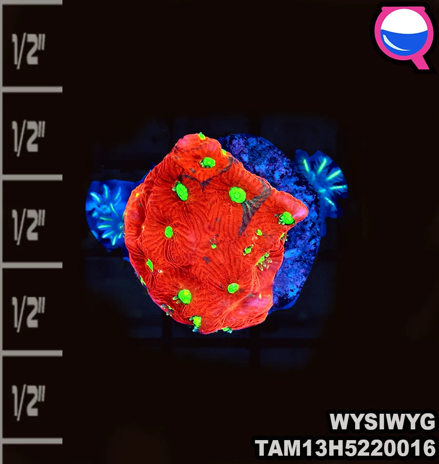 WYSIWYG Red Favia with Clove Polyps