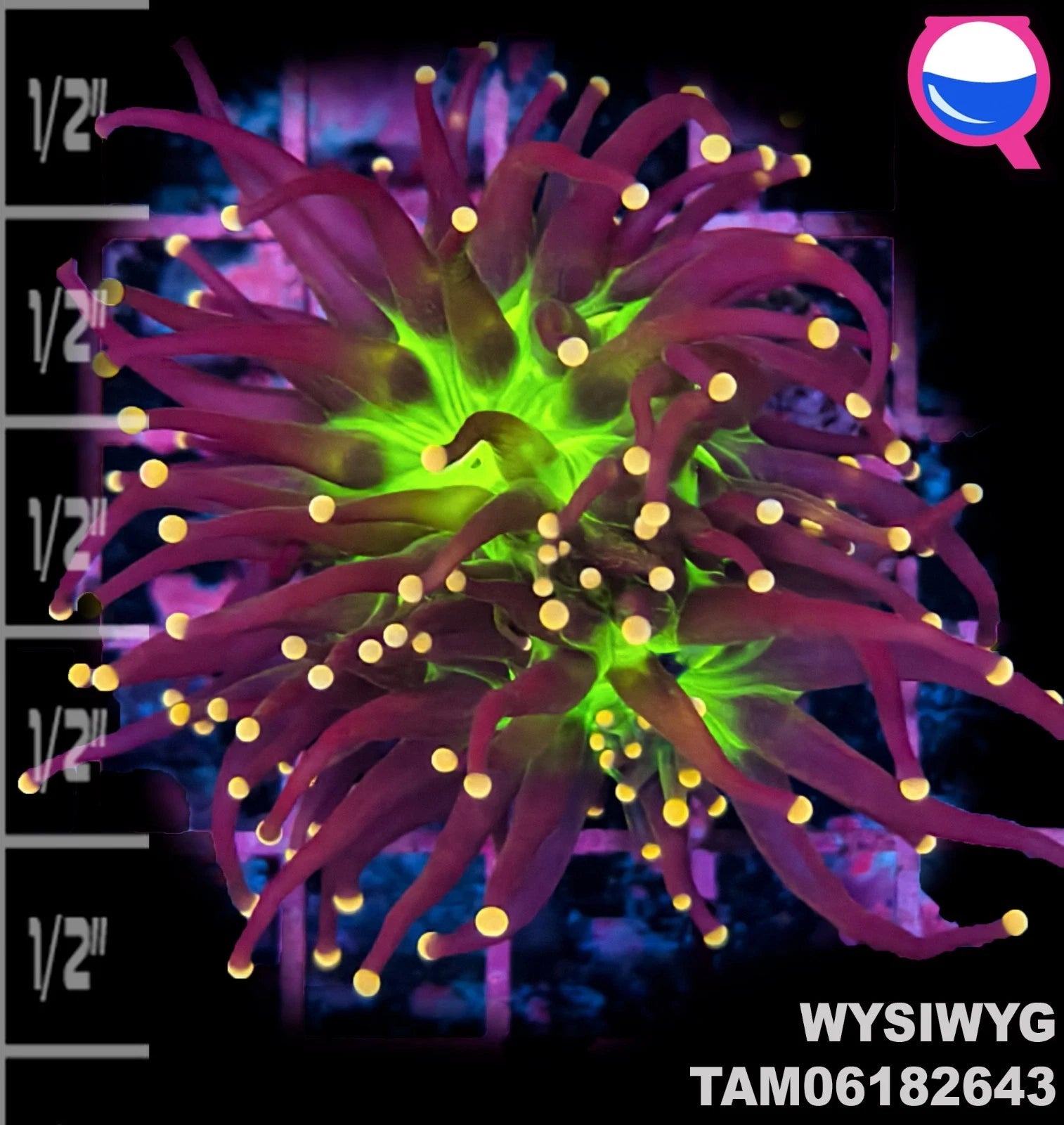 WYSIWYG ULTRA - Euphyllia Malaysian Joker Torch Double Head