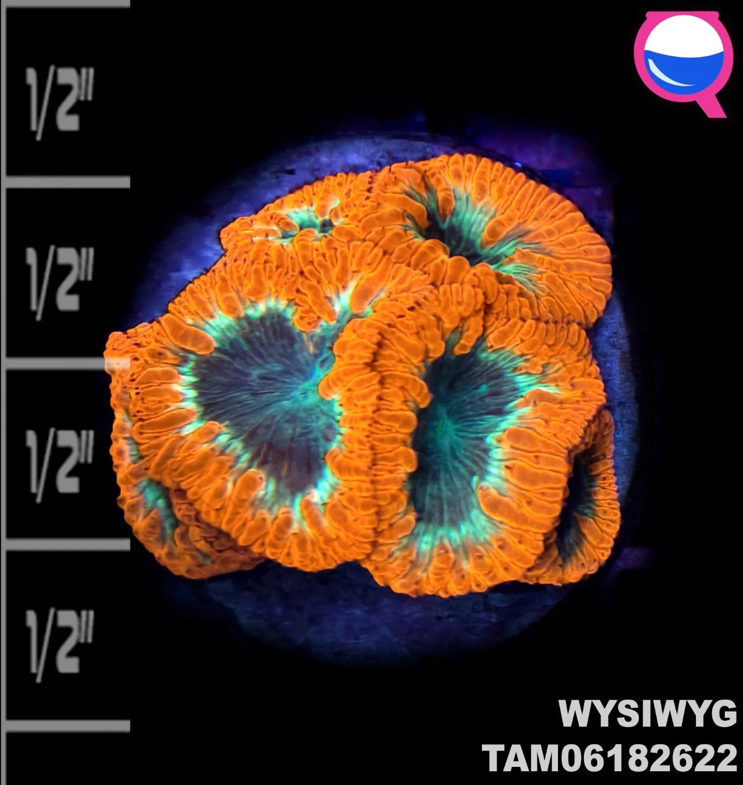 WYSIWYG ULTRA - Blasto Blastomussa Multi Polyp