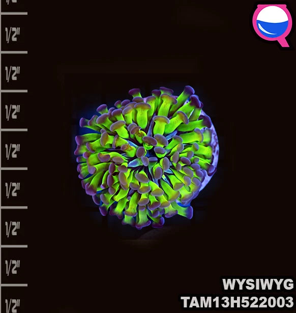 WYSIWYG TRIColor Hammer Ultra Colored