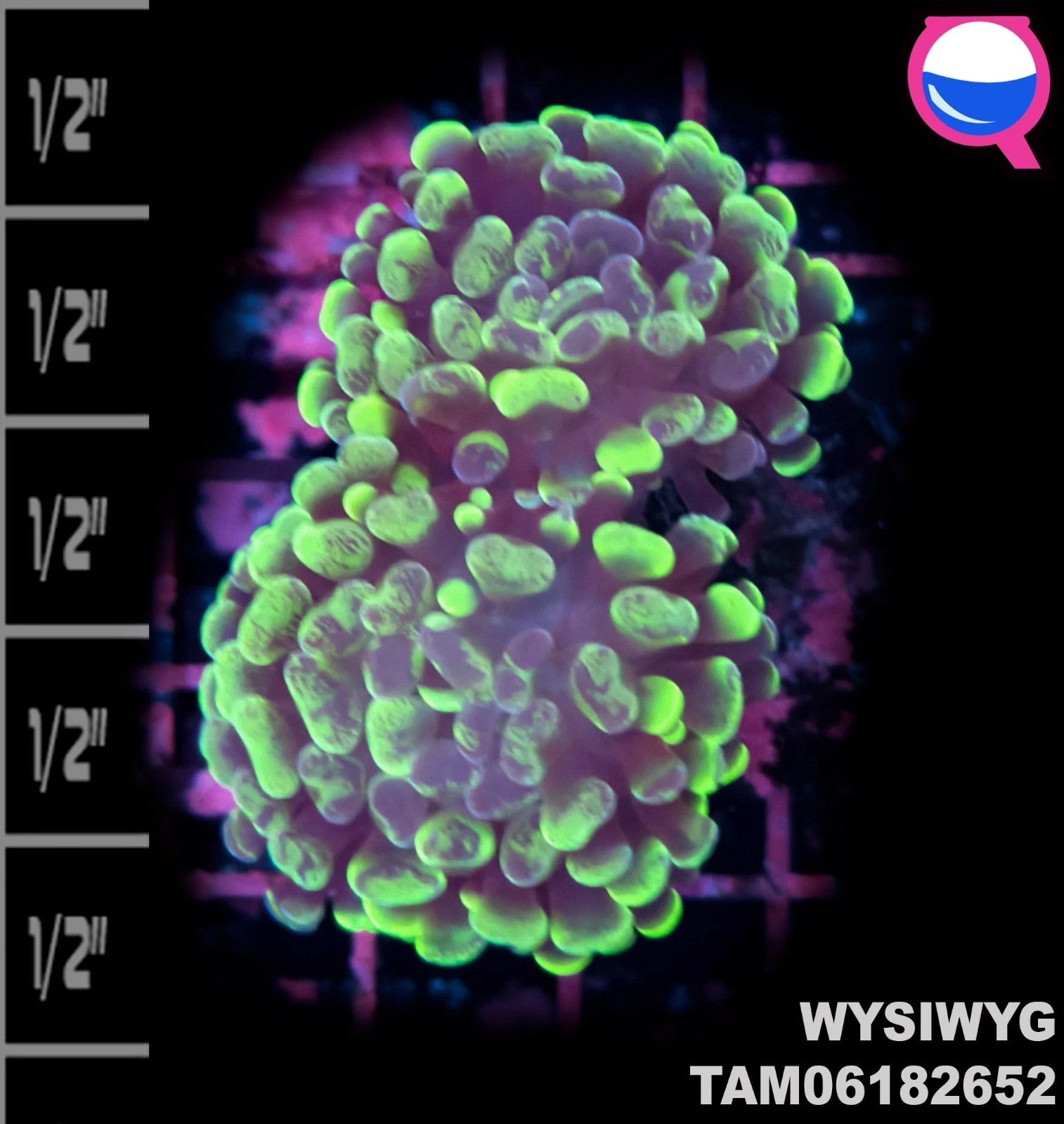 WYSIWYG ULTRA - Euphyllia Toxic Green Branch Hammer 2 Polyp