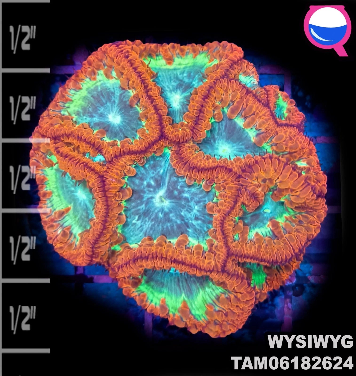 WYSIWYG ULTRA - Blastomussa Wellsi red green blue