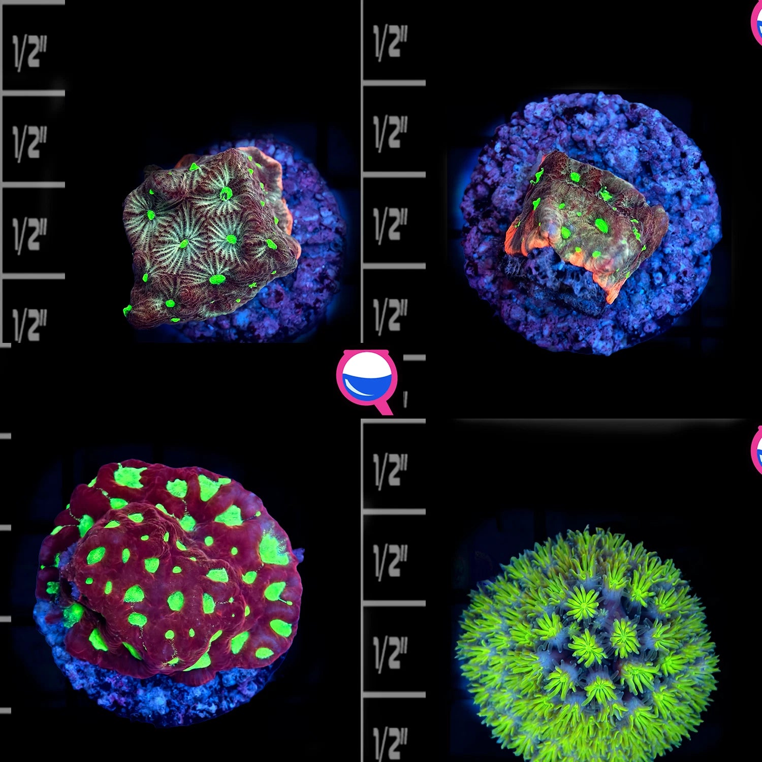 WYSIWYG 4 coral Favia Galaxia Frag Pack Live Coral