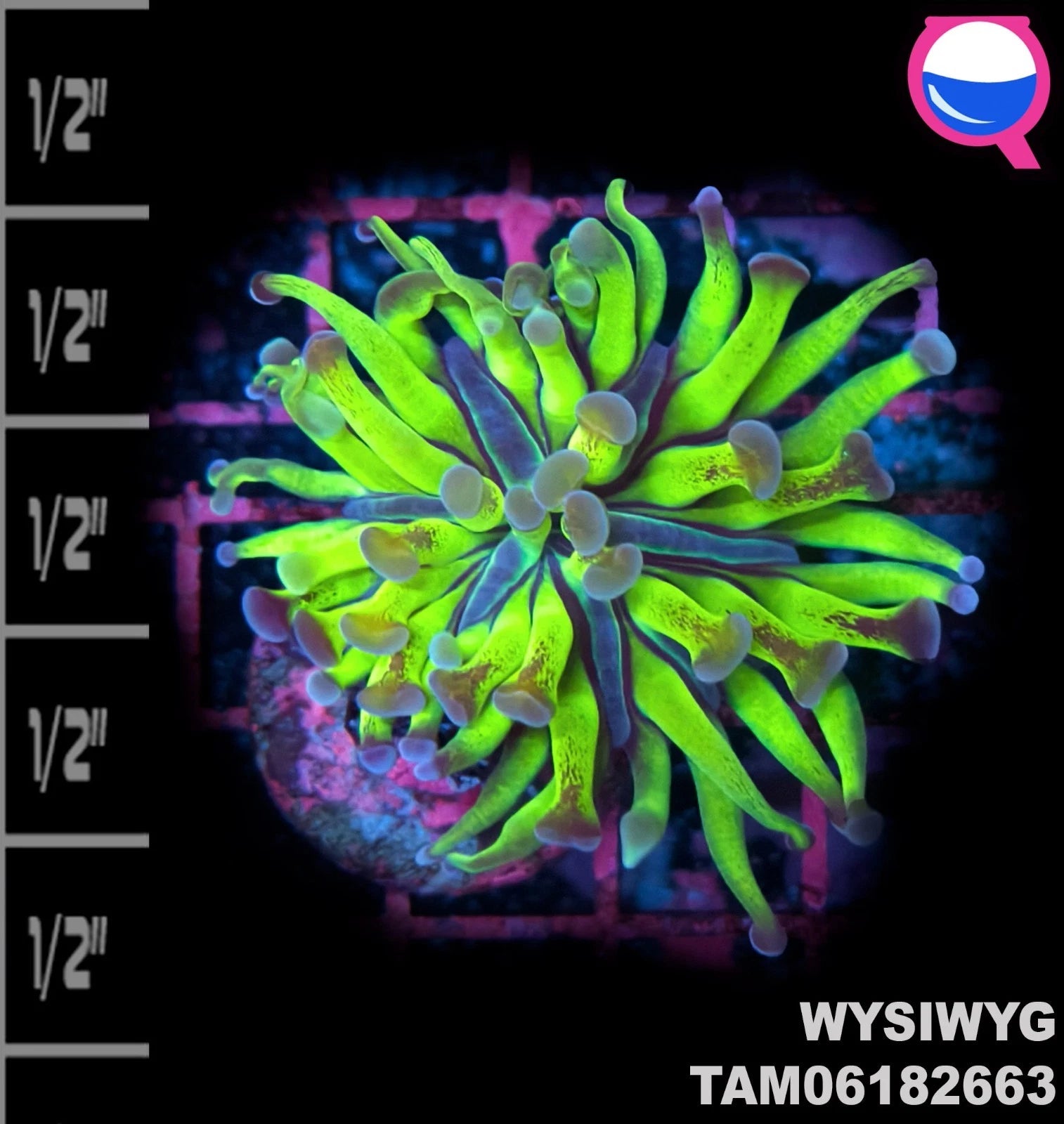 WYSIWYG ULTRA - Toxic Green Hammer Coral Frag Single Head