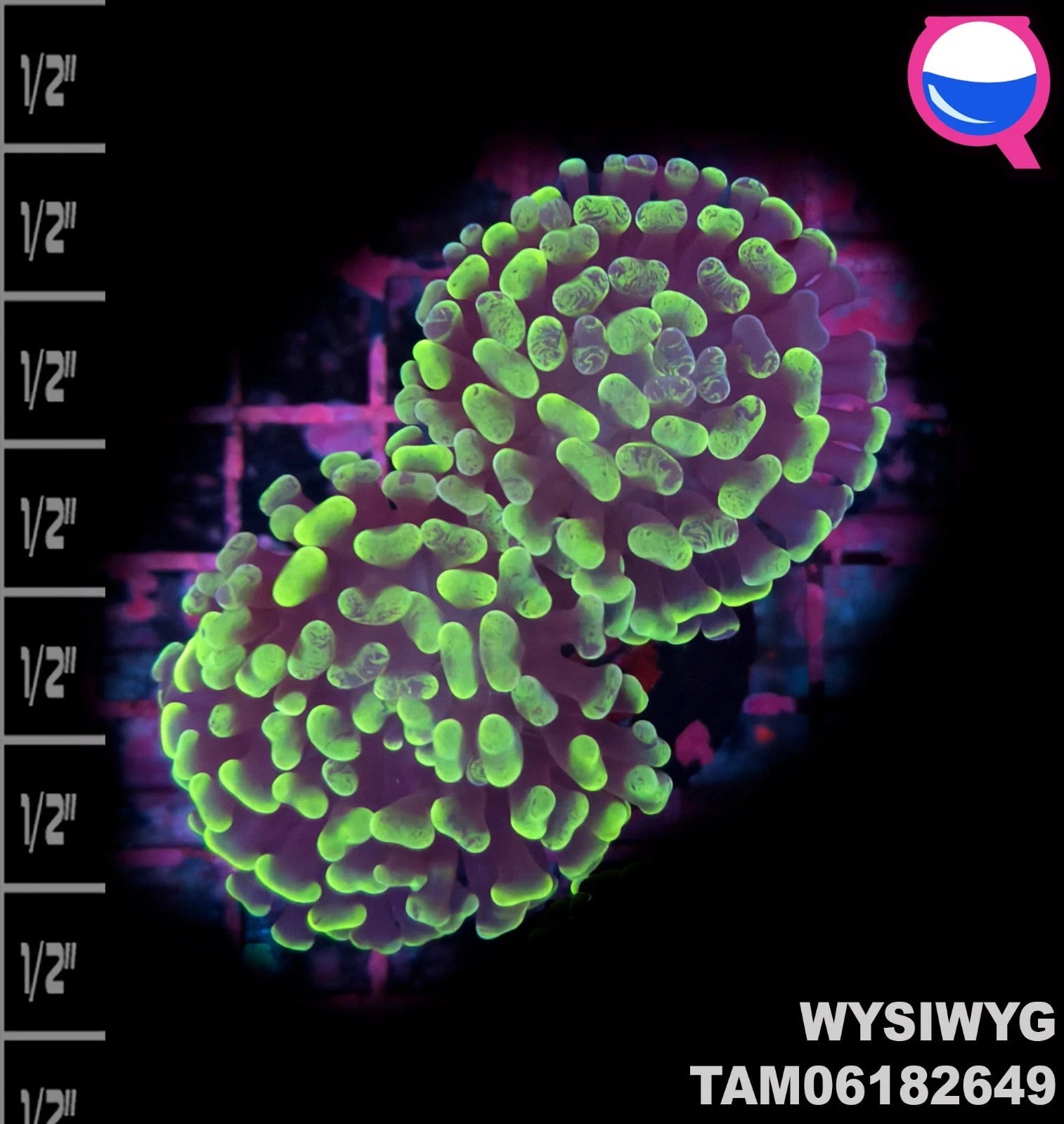 WYSIWYG ULTRA - Euphyllia Toxic Green Branch Hammer 2 Polyp