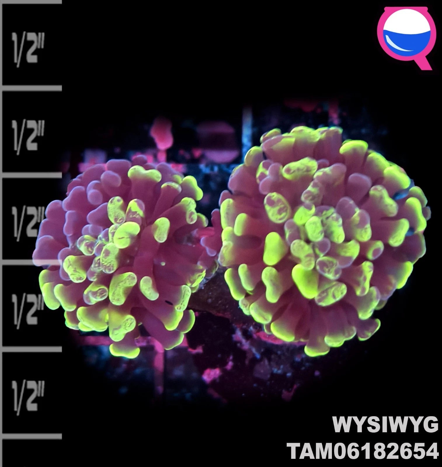 WYSIWYG ULTRA - Euphyllia splatter Green Branch Hammer 2 Polyp