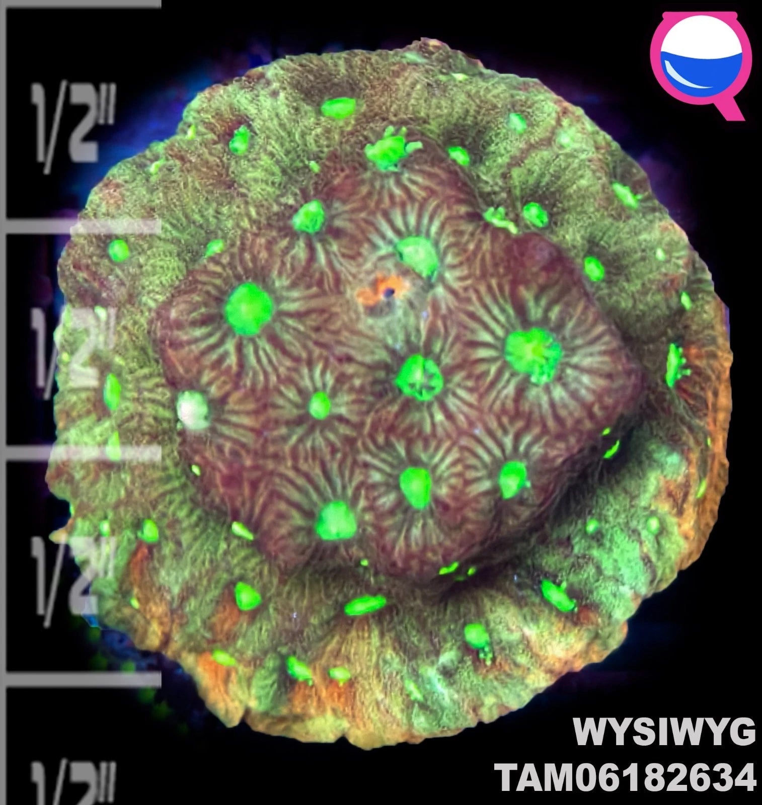 WYSIWYG - Green Favia Coral Frag - Live Coral Combine shipping