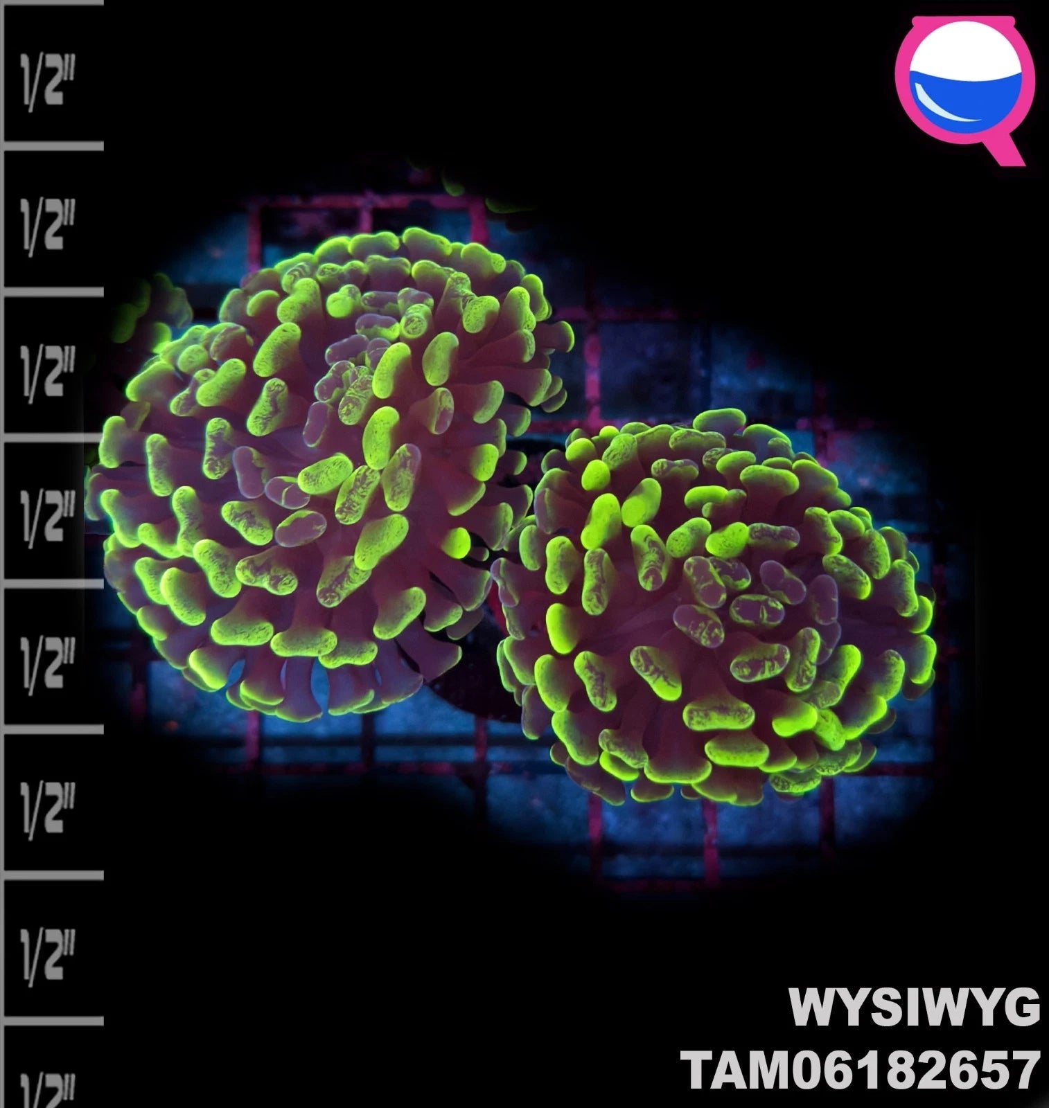 WYSIWYG ULTRA - Green Splatter Euphyllia Green Branch Hammer