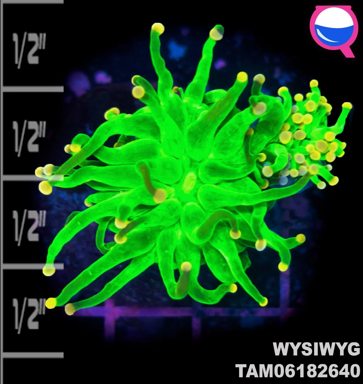 WYSIWYG ULTRA - Euphyllia Green & Yellow Cotton Candy Torch Frags Double Head