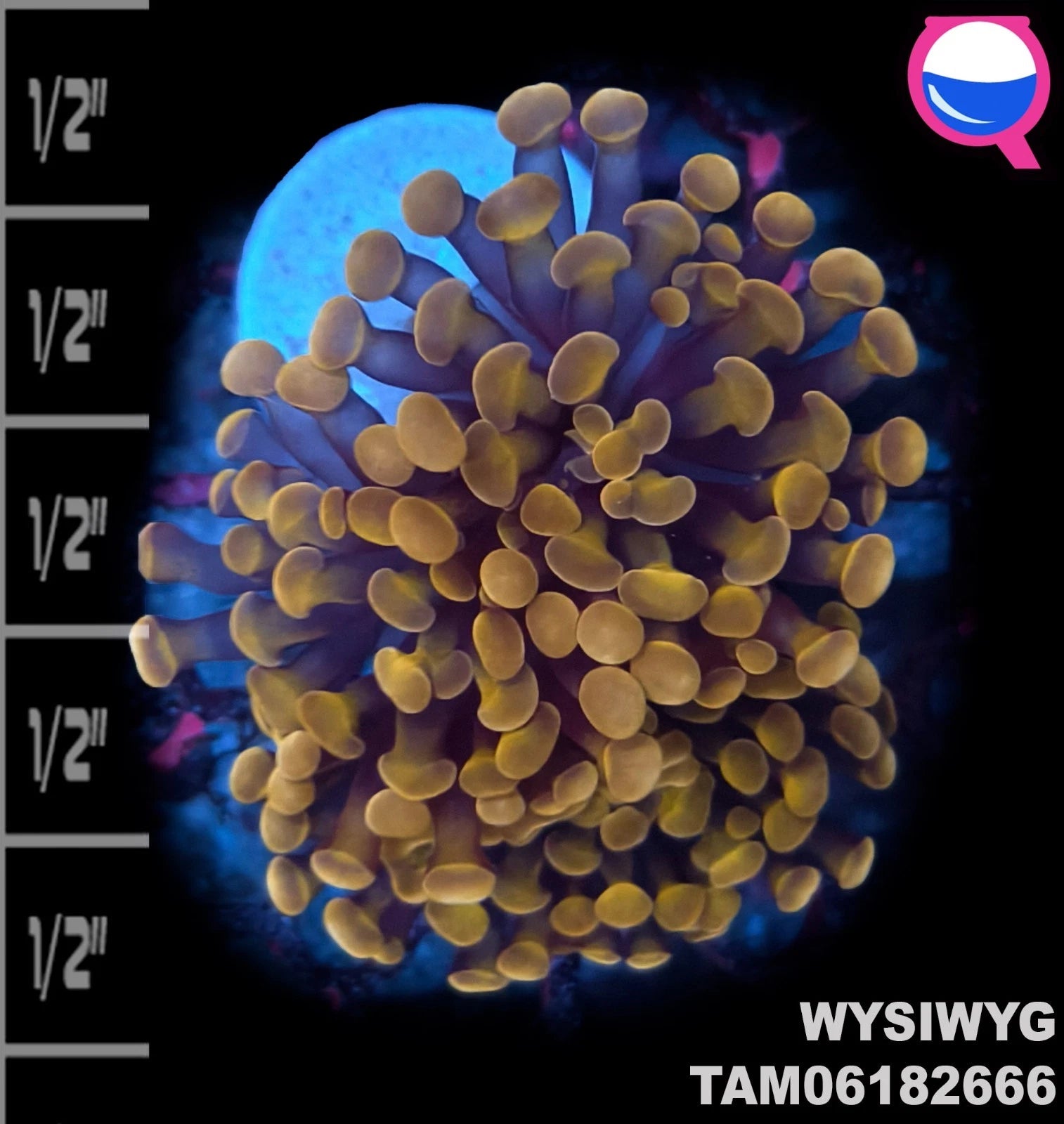 WYSIWYG ULTRA - Orange Hammer Coral Frag Double Head