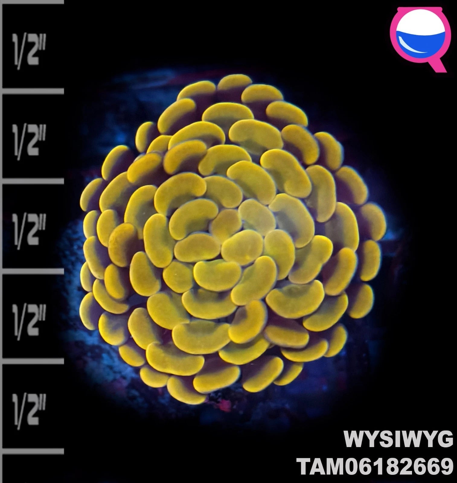 WYSIWYG ULTRA - LCK Orange Branch Hammer Coral Frag Single Head