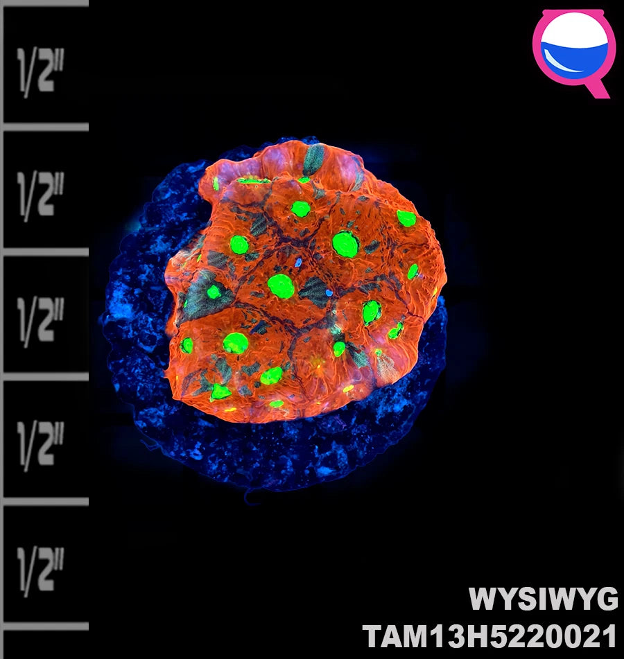 WYSIWYG Mottled red Favia Frag Live Coral