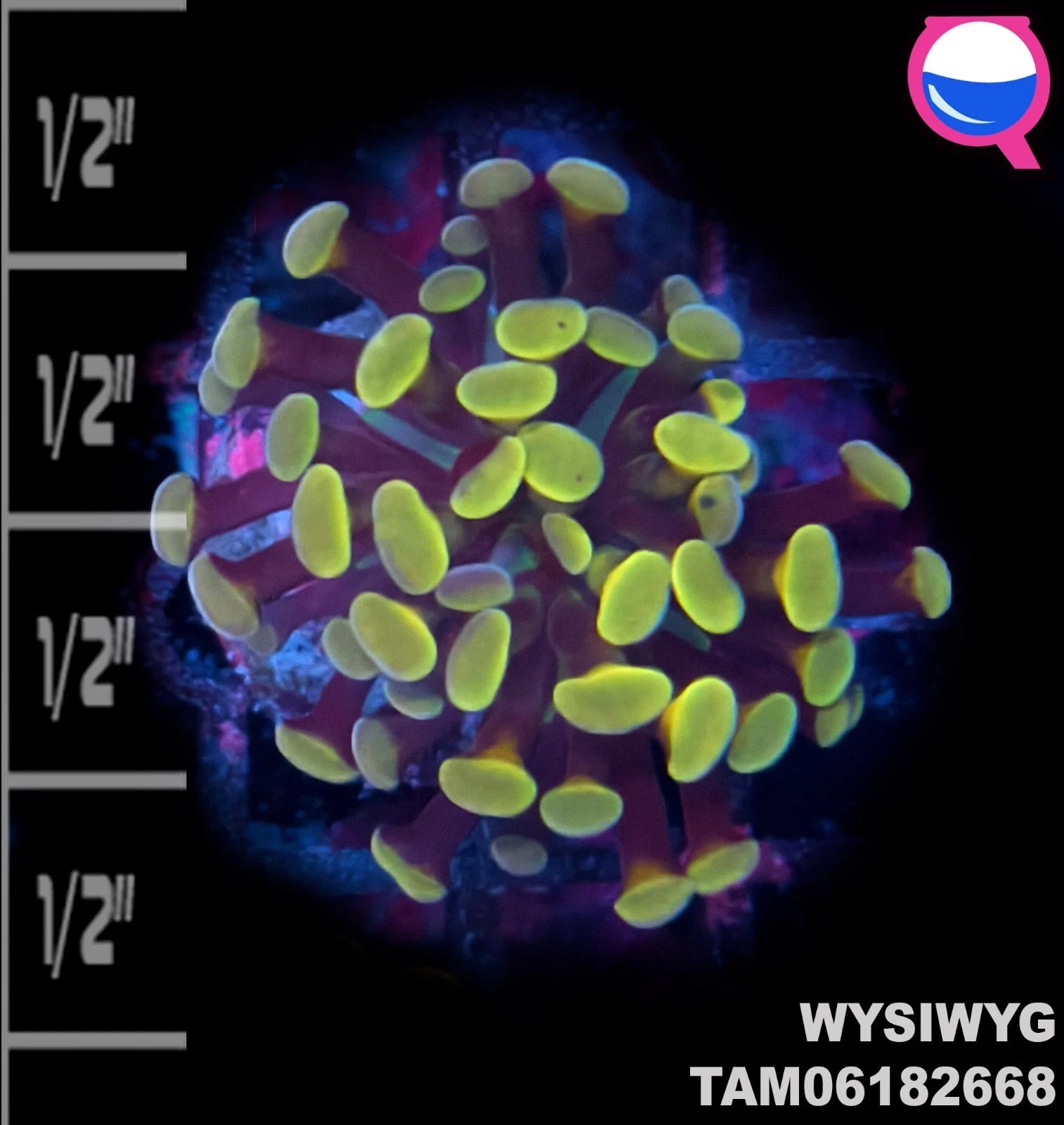 WYSIWYG -Hammer Coral Frag Single Head Green & Purple - Live Coral